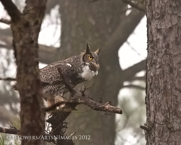 Foggy Morning Hooter