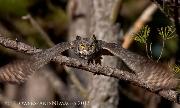 Great Horned Owl (Bubo virginianus )