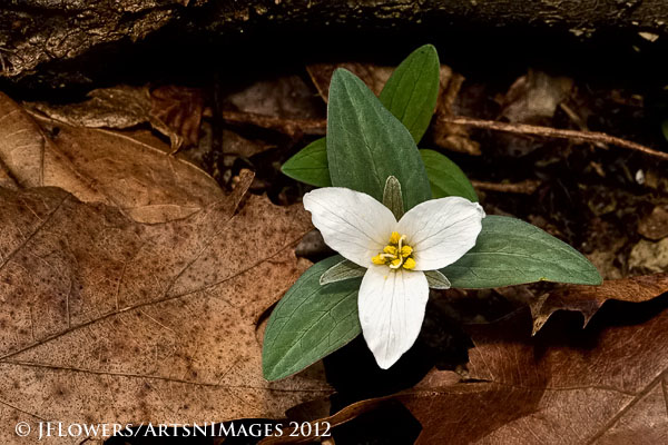 Snow Trillium (Trillium navale)