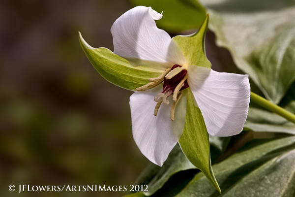 Wakerobin (Trillium Erectum v. album)