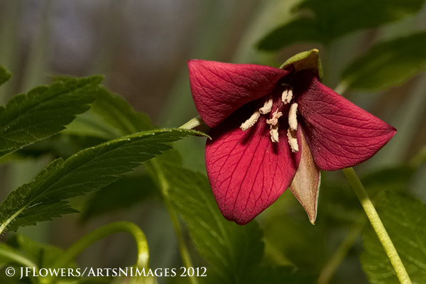 Wakerobin red (Trillium Erectum)