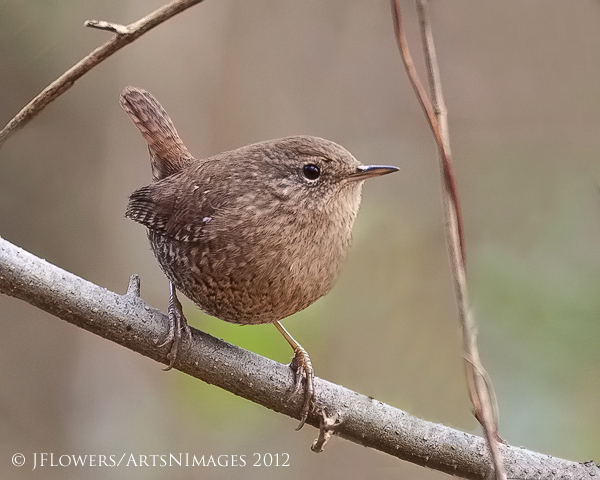 Winter Wren