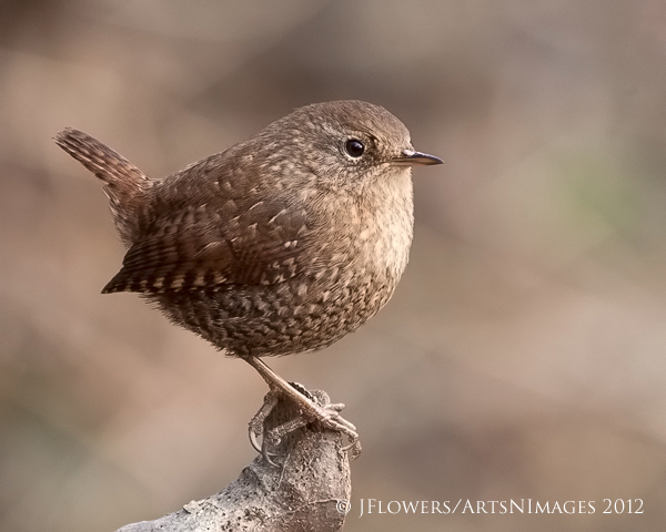Winter Wren