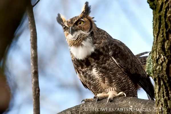 Great Horned Owl, Carroll County, Maryland