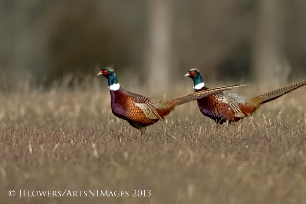 Ring-necked Pheasants, Freedom Township Grasslands, Adams County, Pennsylvania