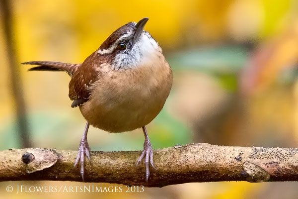 "Here's Looking At You" the antic of curiosity