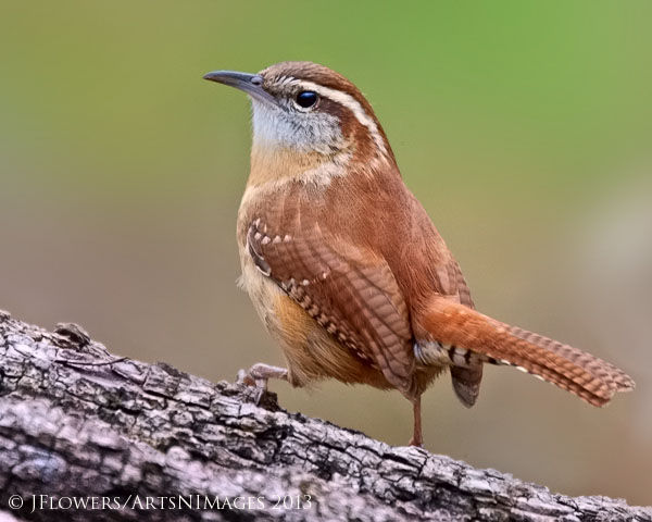 "Striking The Pose"Dorchester County, Maryland