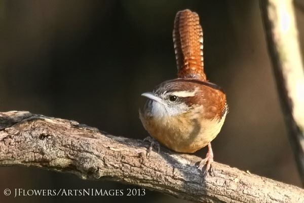 "A Fine Tail Of Color"Codorus State Park, York County, Pennsylvania