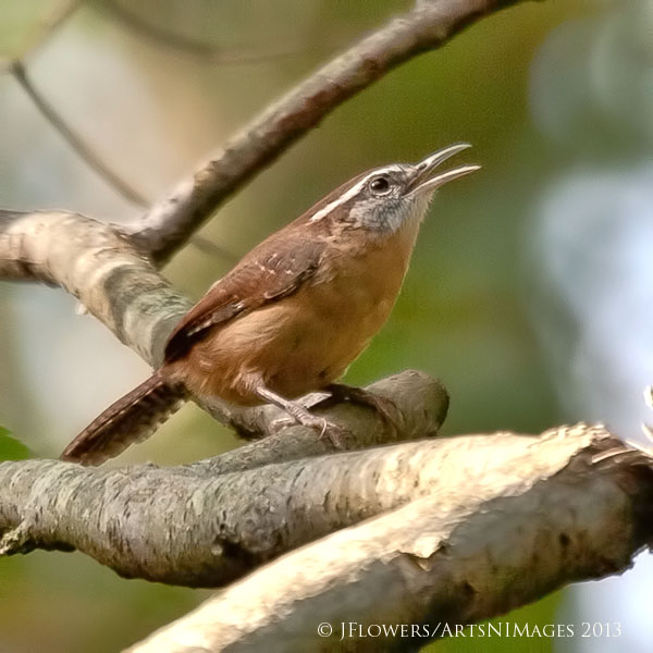 "The Warning To Intruders"Michaux State Forest, Pennsylvania
