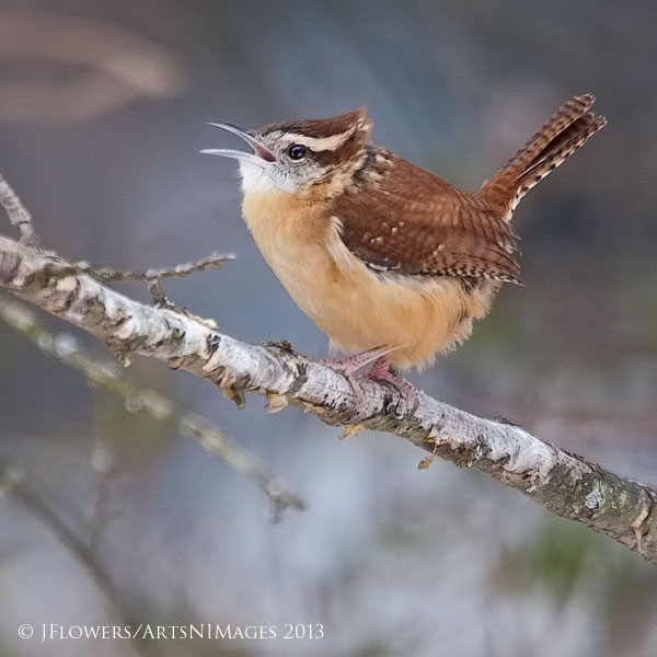 "A Song For A Winters Day"... the Carolina Wren (Thryothorus ludovicianus)
