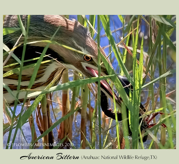 american bittern 2