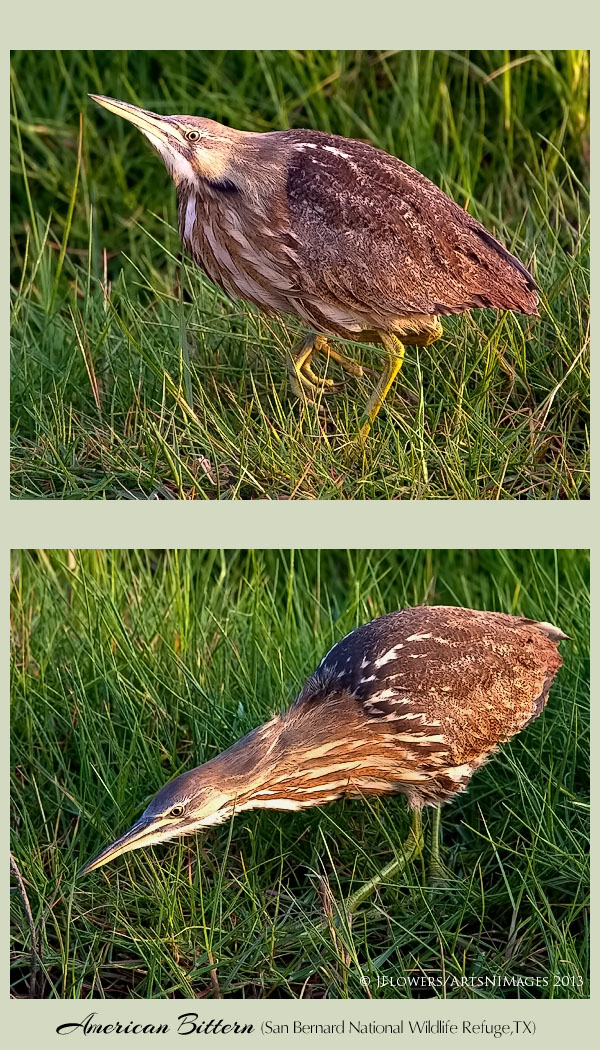 american bittern 4