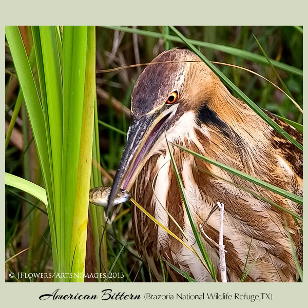 american bittern 5