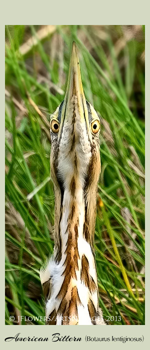 American bittern sideline 2