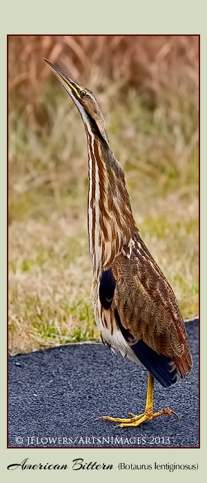 American bittern sideline