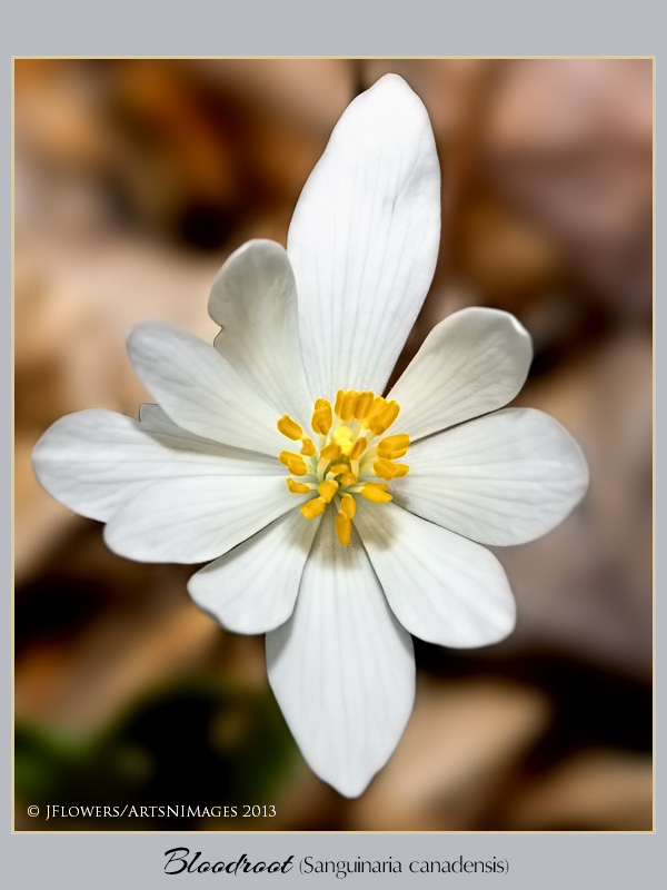 Bloodroot  image 10