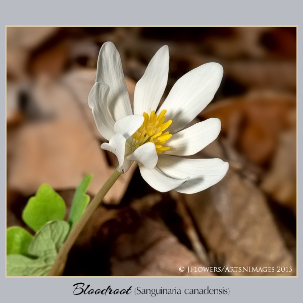 Bloodroot  image 8