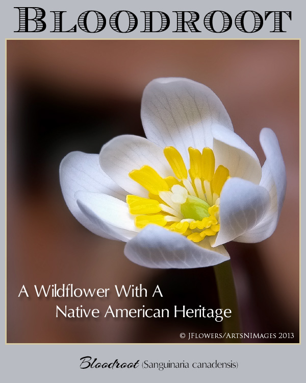 Bloodroot title image