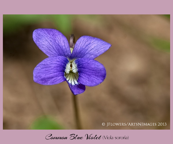 common blue violet