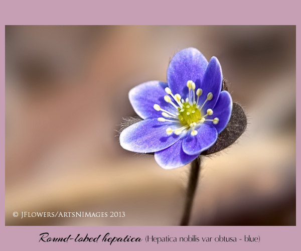 rl hepatica