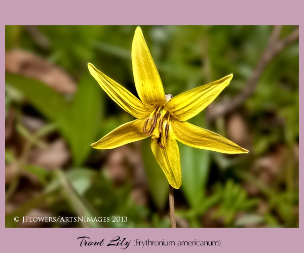trout lily