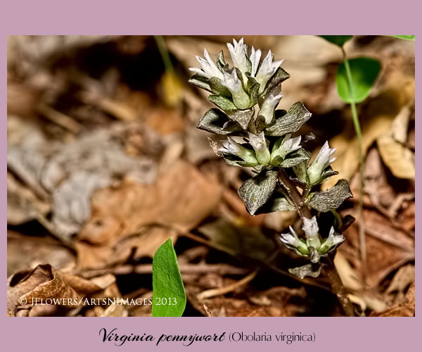 virginia pennywort