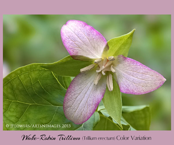 Wake-robin variation