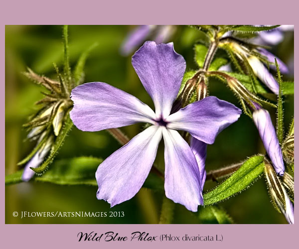 wild blue phlox