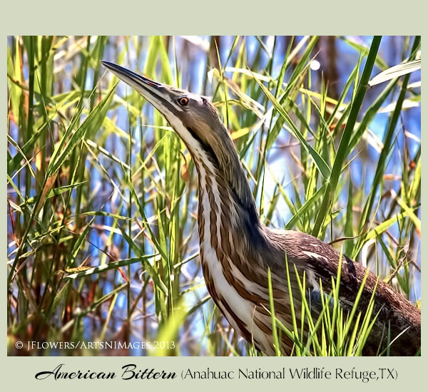 american bittern 1A