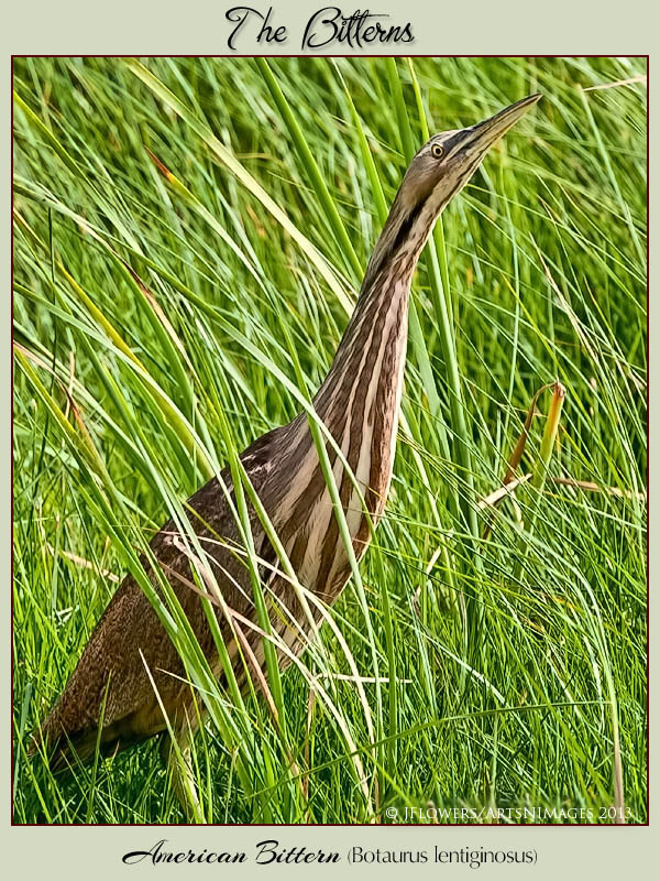 american bittern title