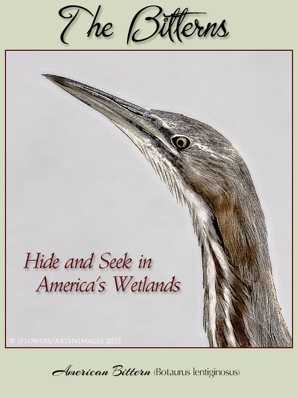Bittern Title Image2