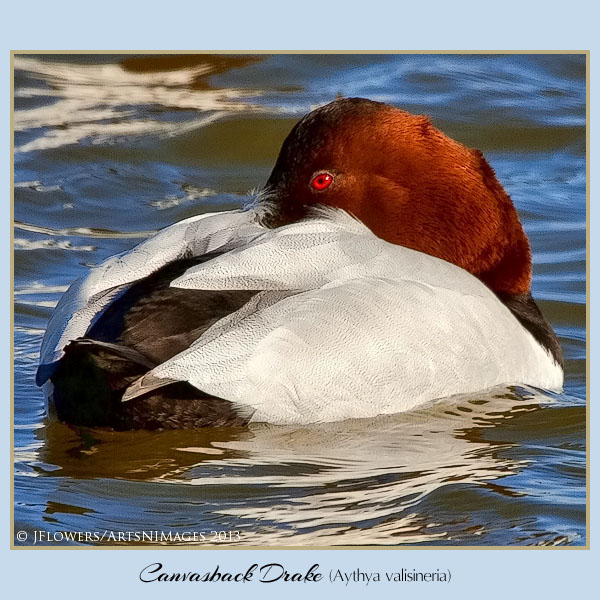 Canvasback 2