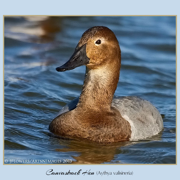 Canvasback 3