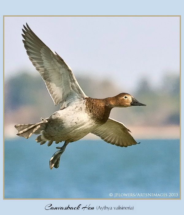 Canvasback 4