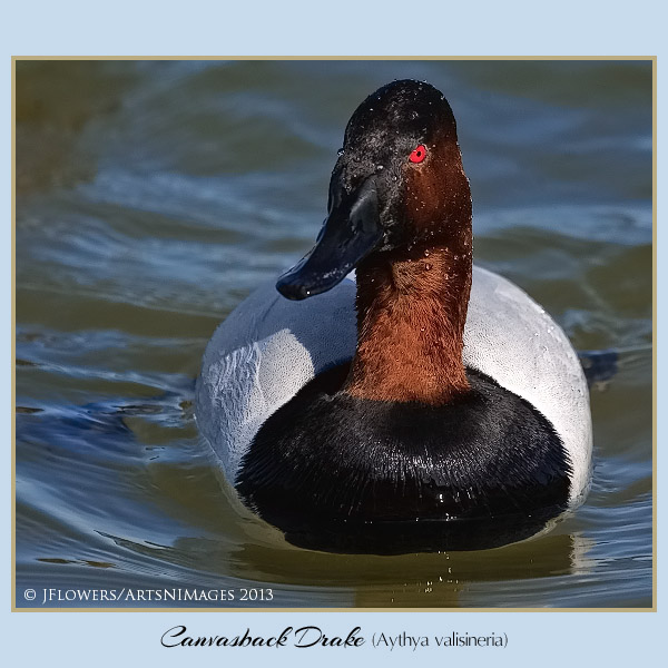 Canvasback 5