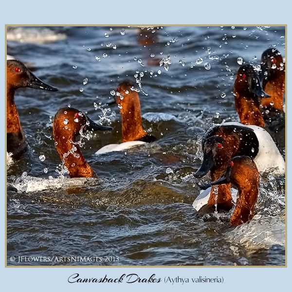Canvasback 6