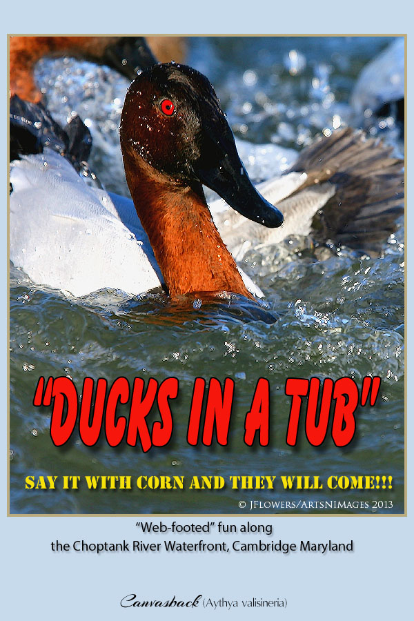 Ducks in a tub title image