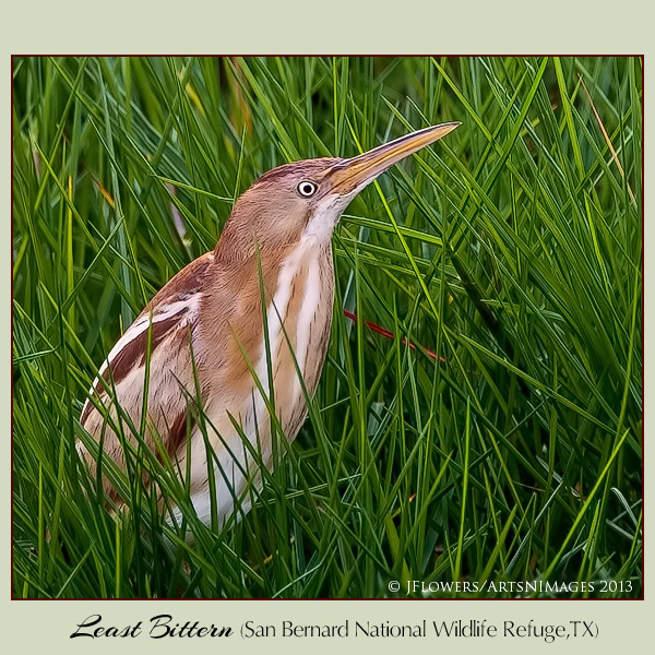 least bittern 1