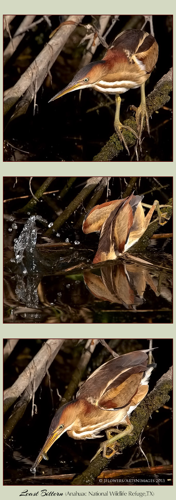 least bittern 2