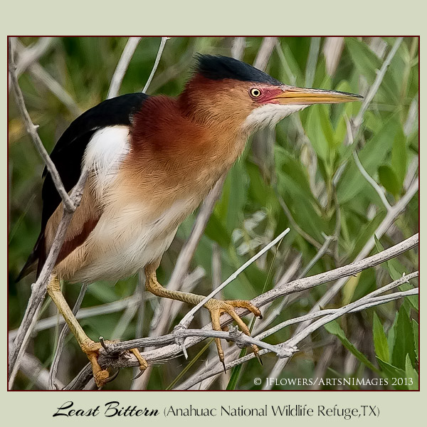 least bittern 3