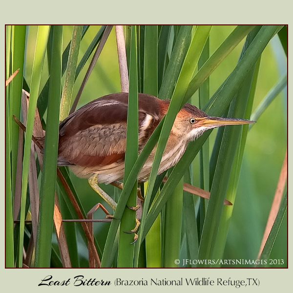 least bittern 4