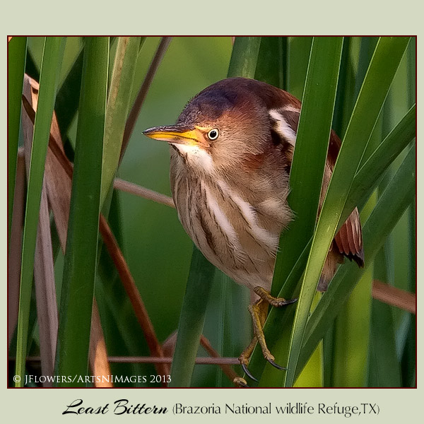 least bittern 5