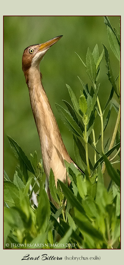 least bittern sidebar