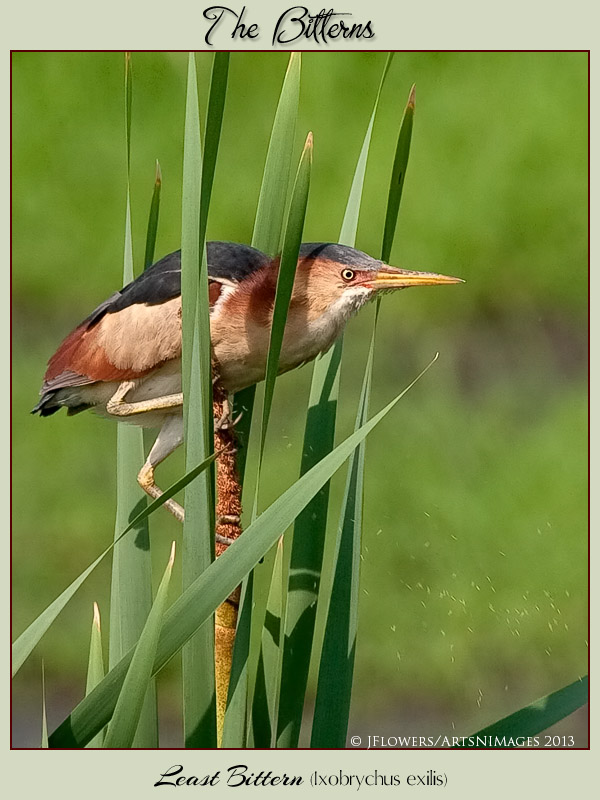 least bittern title