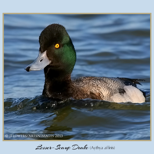 lesser scaup d 1