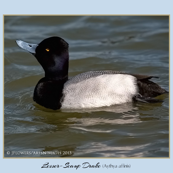 lesser scaup d 2