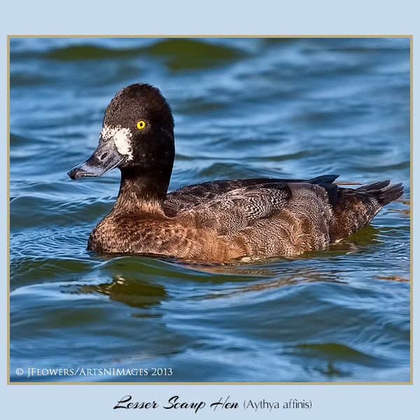 lesser scaup h 1