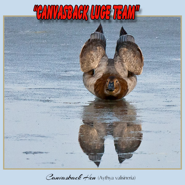 canvasback luge team