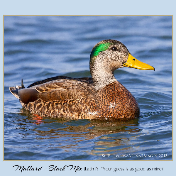 mallard-black mix