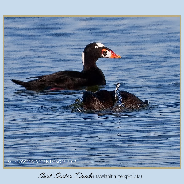 surf scoter 1